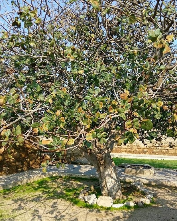 Illustration for "The pistachio tree"